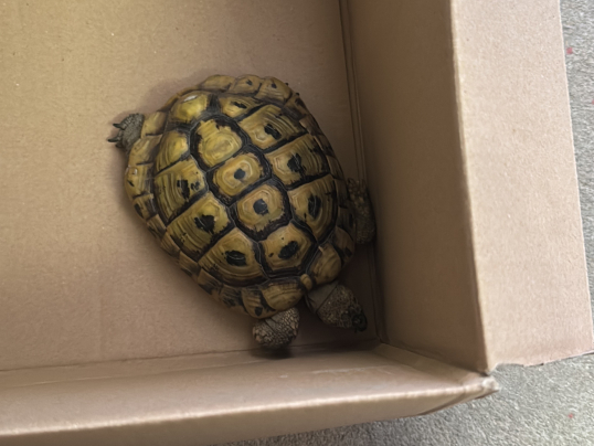 Schildkröte gefunden