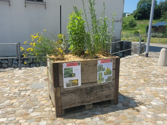 Entfernung von Neophyten