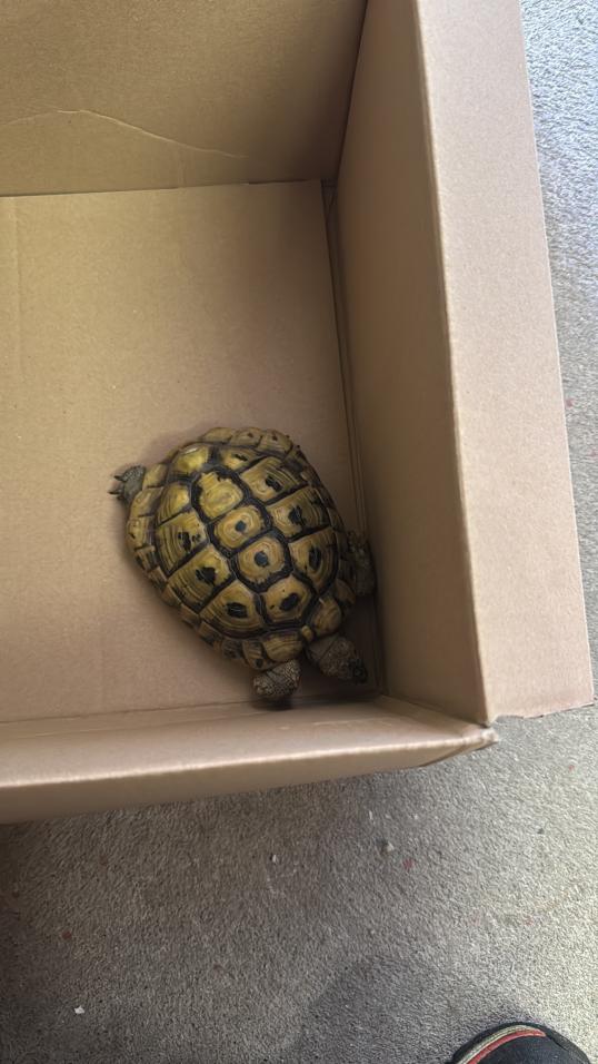 Schildkröte