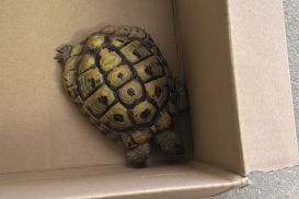 Schildkröte gefunden