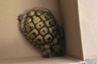 Schildkröte