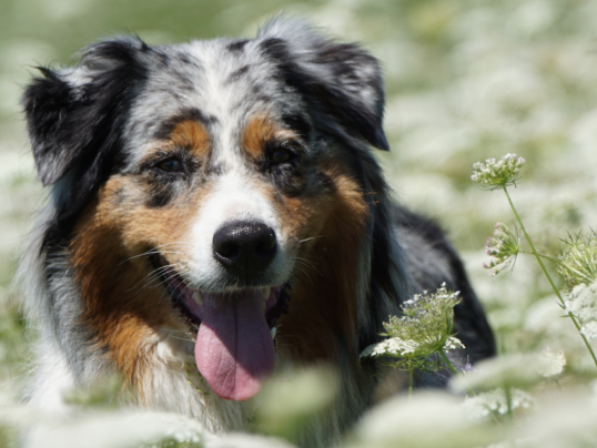 Information für Hundebesitzer/innen: Umstellung auf die digitale ePetCard ab 2026
