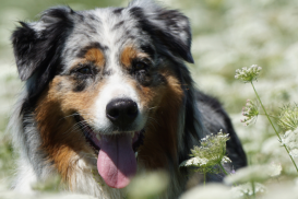 Information für Hundebesitzer/innen: Umstellung auf die digitale ePetCard ab 2026